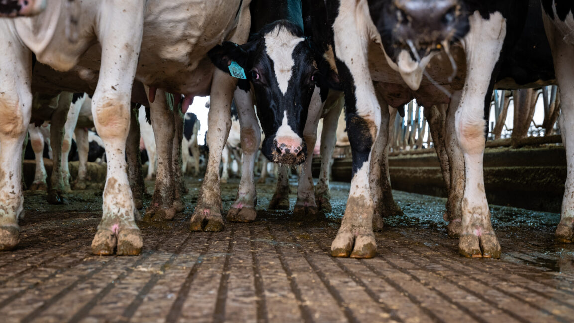 ‘तीनकुनेको हिंसात्मक प्रदर्शनका मुख्य दोषी ज्ञानेन्द्र शाह हुन्, कारबाही हुन्छ’